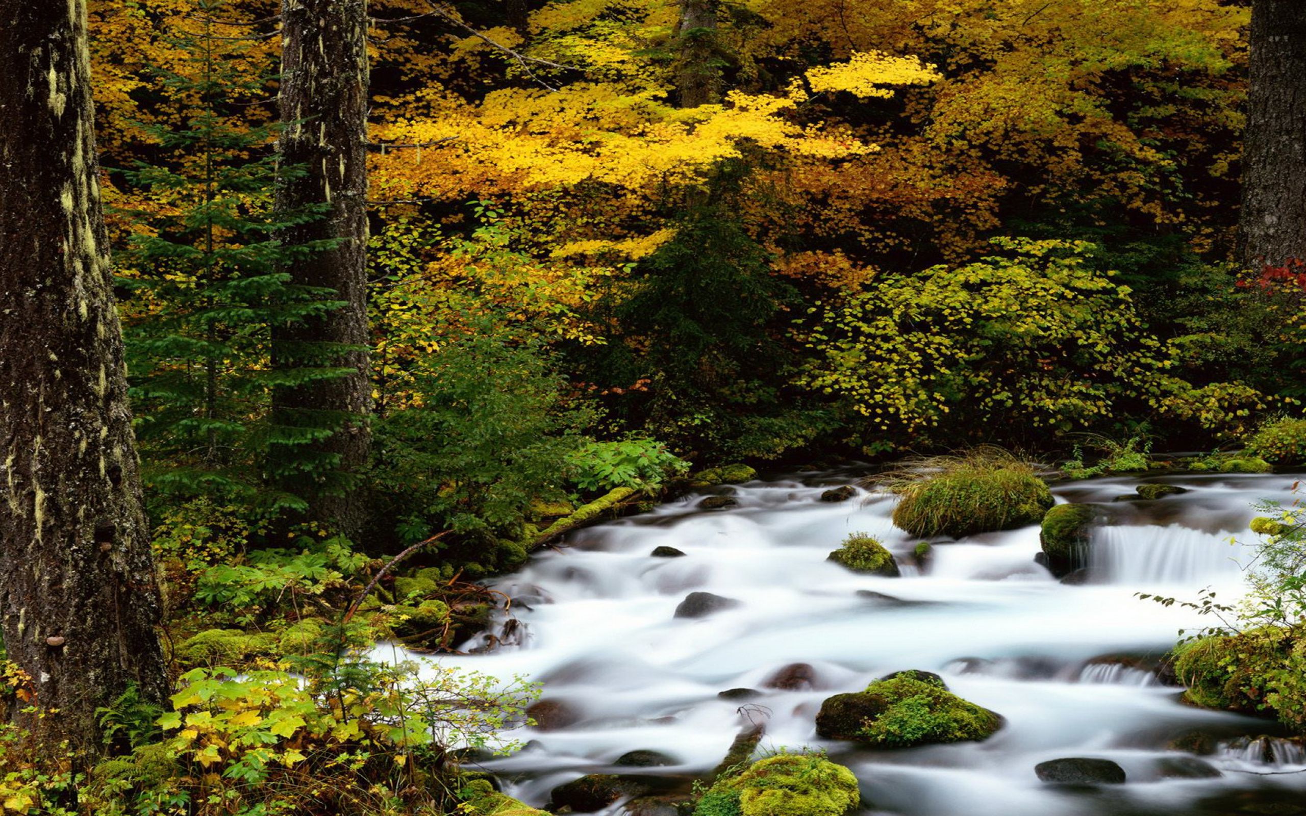 Видео на телефон природа. Национальный лес Орегон. Живая природа. Природа в картинках. Чудесная природа.