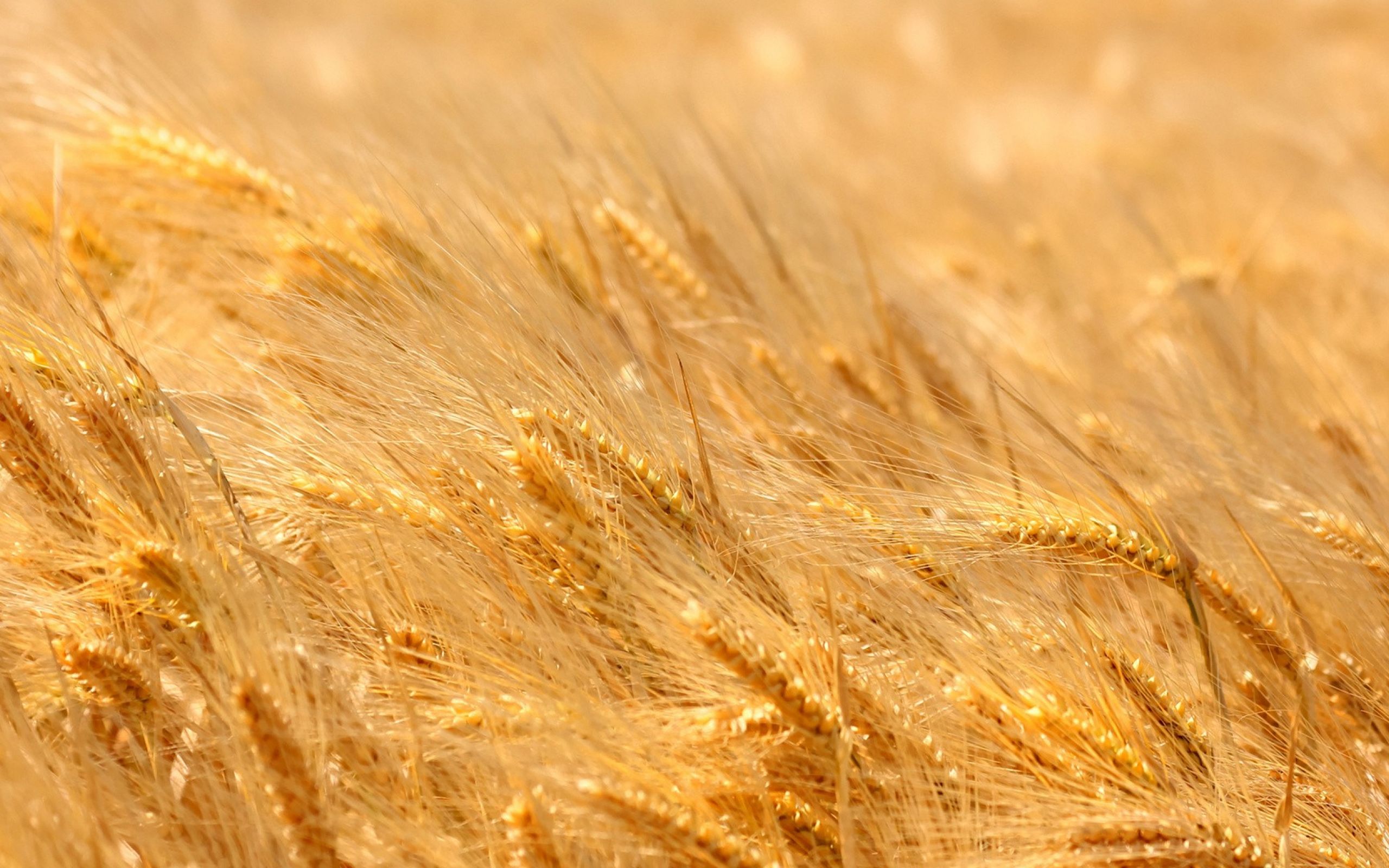 Пшеничный фон. Безенчукская золотистая пшеница. Пшеничное поле. Пшеница фон. Спелые колосья пшеницы.