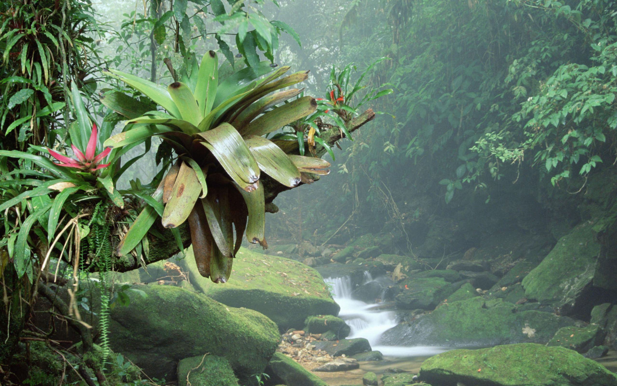На каком материке расположен дождевой лес сельва. Амазонские джунгли Бразилия. Бразилия тропические леса Сельва. Сельва Южной Америки орхидеи.