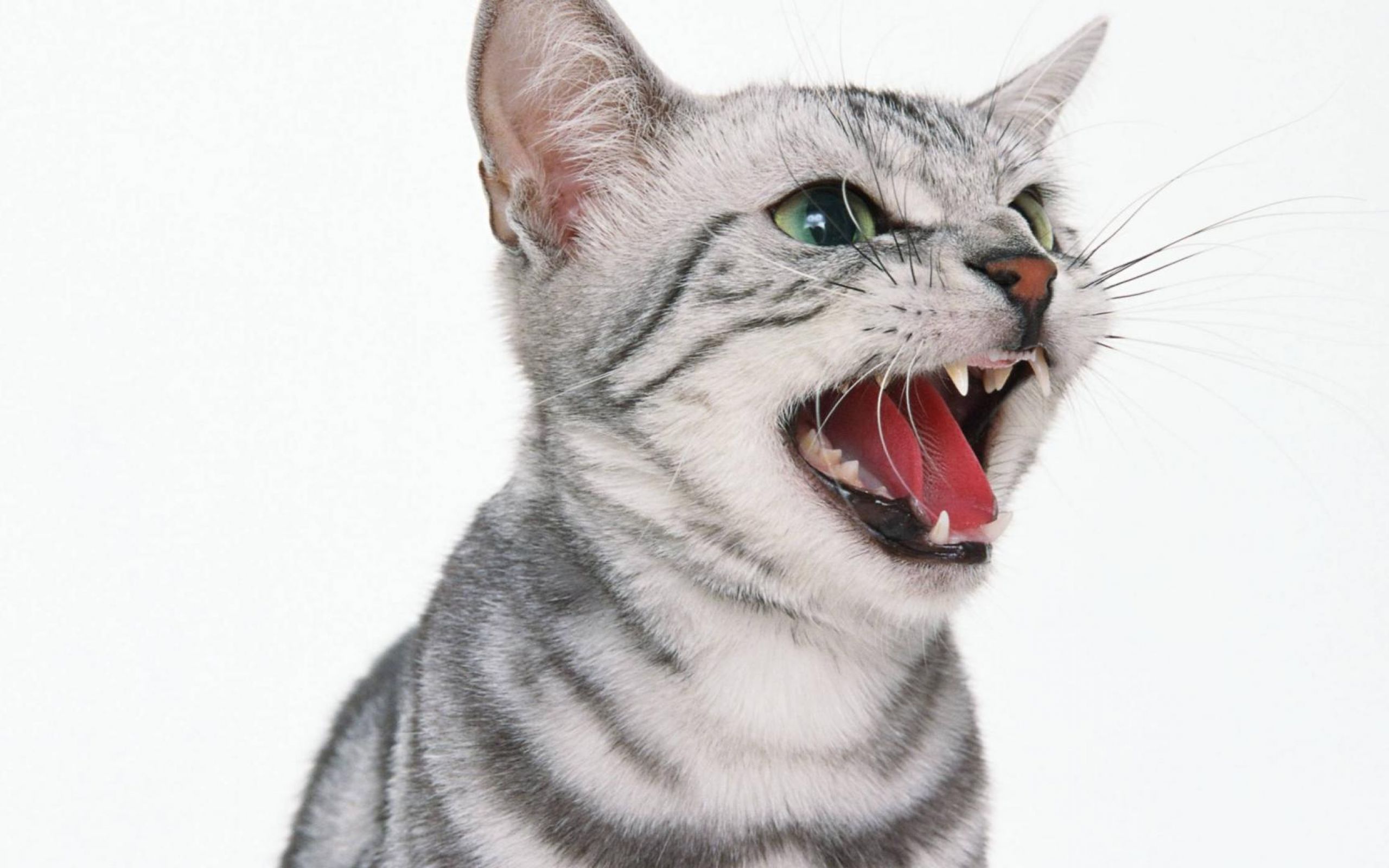 Агрессивные звуки котов. Кот мяукает. Орущий кот. Кричащий котик.