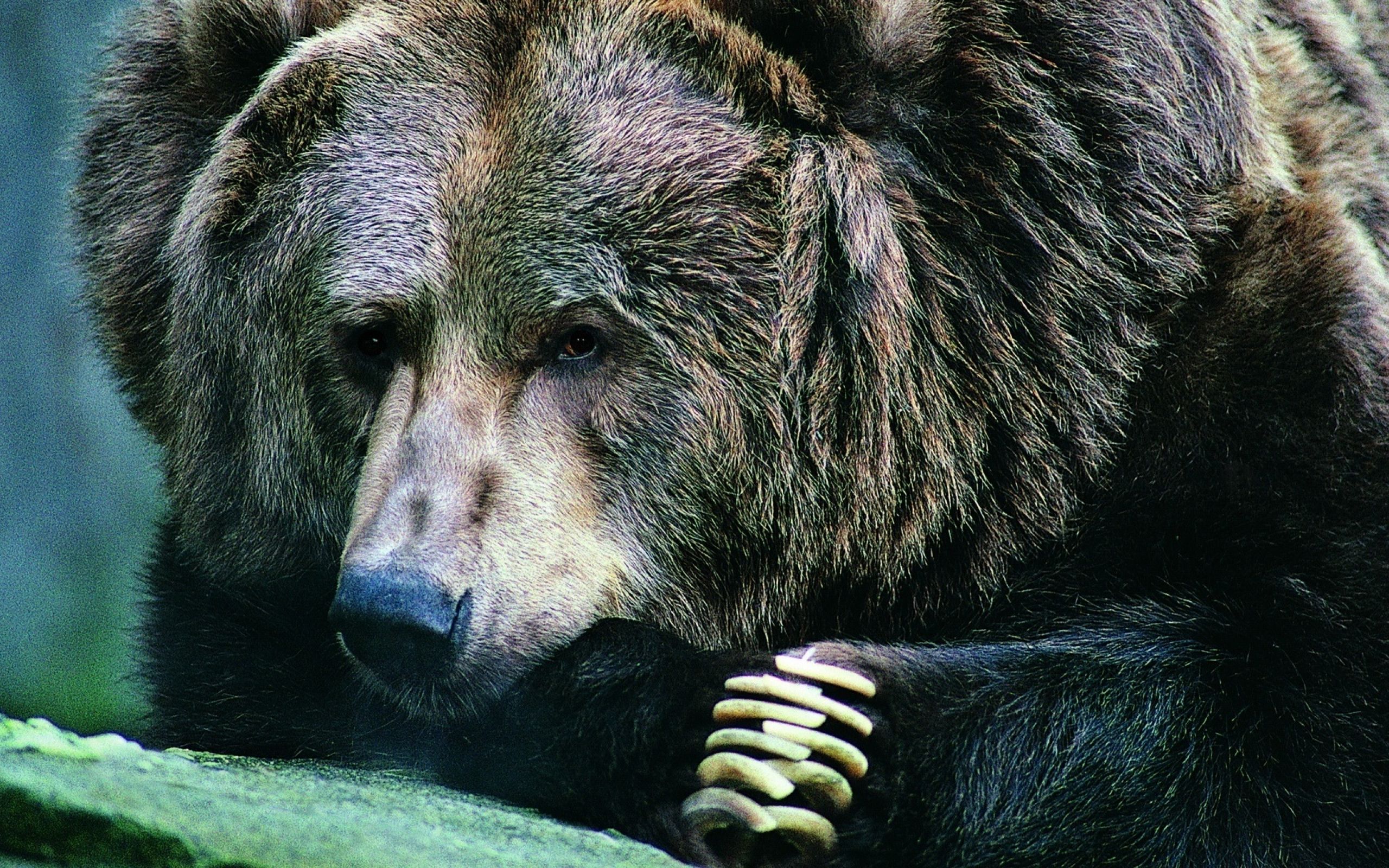 Медведь силен и