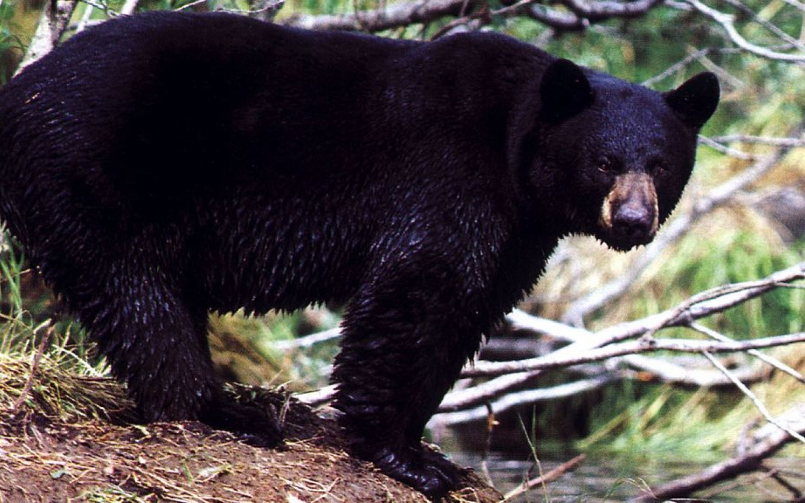 Какие медведи хищники. Северная Америка медведь Гризли. Бурый медведь Гризли в Северной Америке. Гризли североамериканский бурый медведь. Барибал тайги.