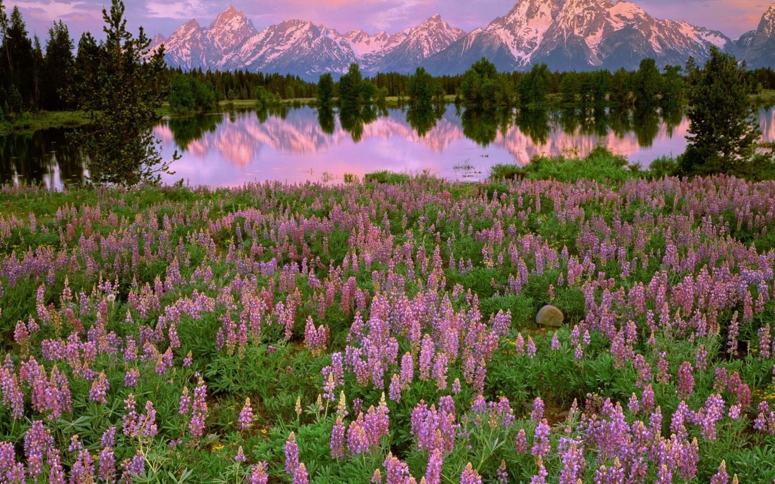 Розовый цветок в лесу. Национальный парк баварский лес люпины. Эспарцет горы. Гранд Титон горные Луга. Красота природы.