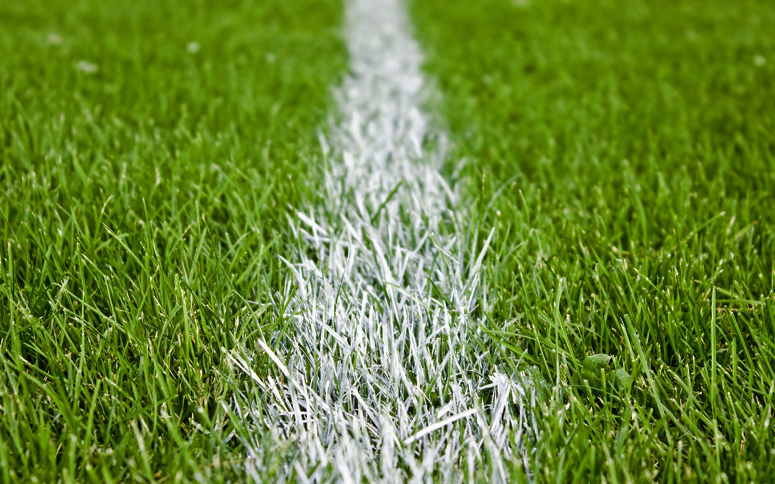 Трава для стадиона. Футбольный газон. Футбольное поле трава. Газонная трава футбольное поле. Стадион трава.