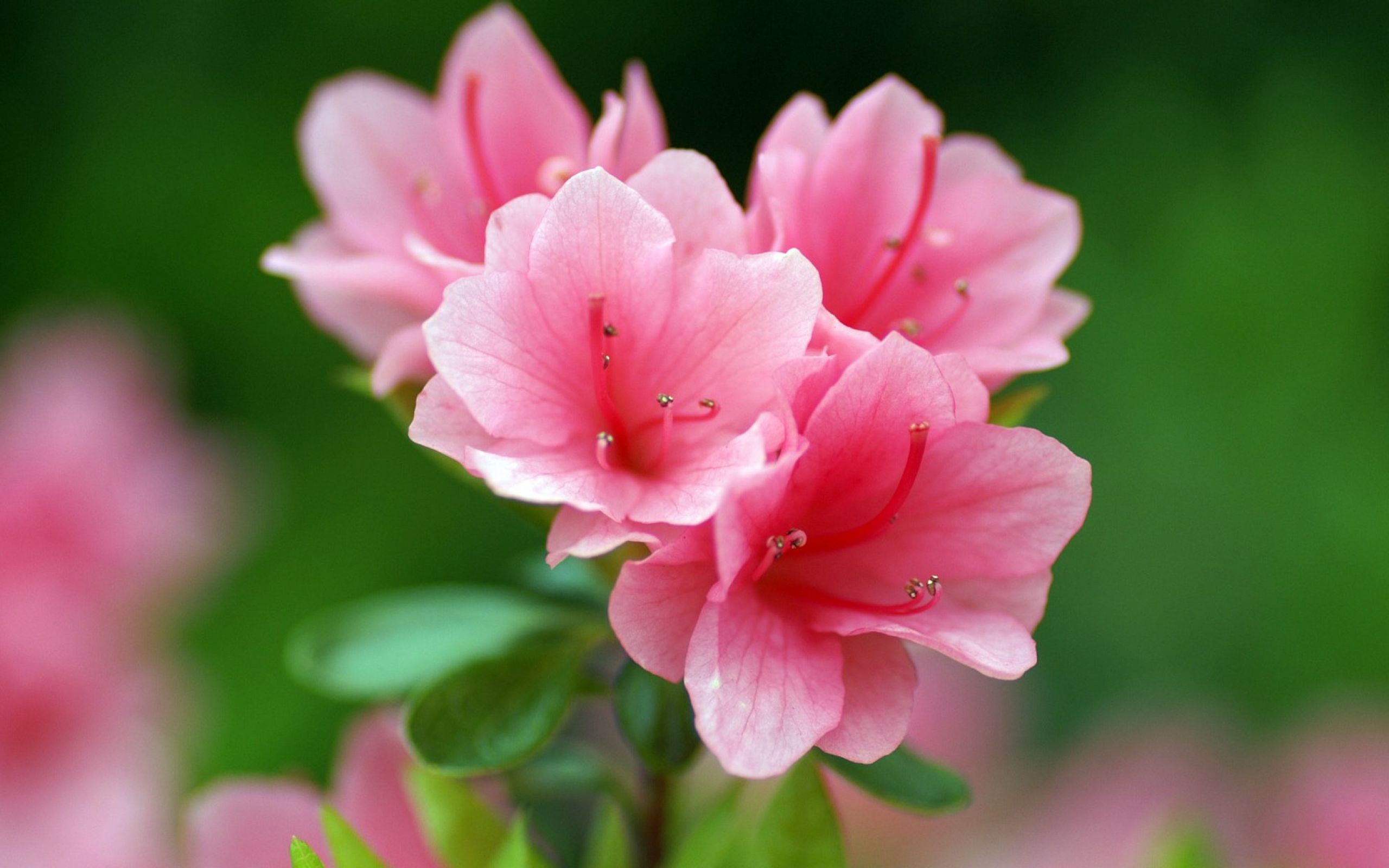 Маленькие цветы розового цвета. Рододендрон Даурский. Пинк Фловер.