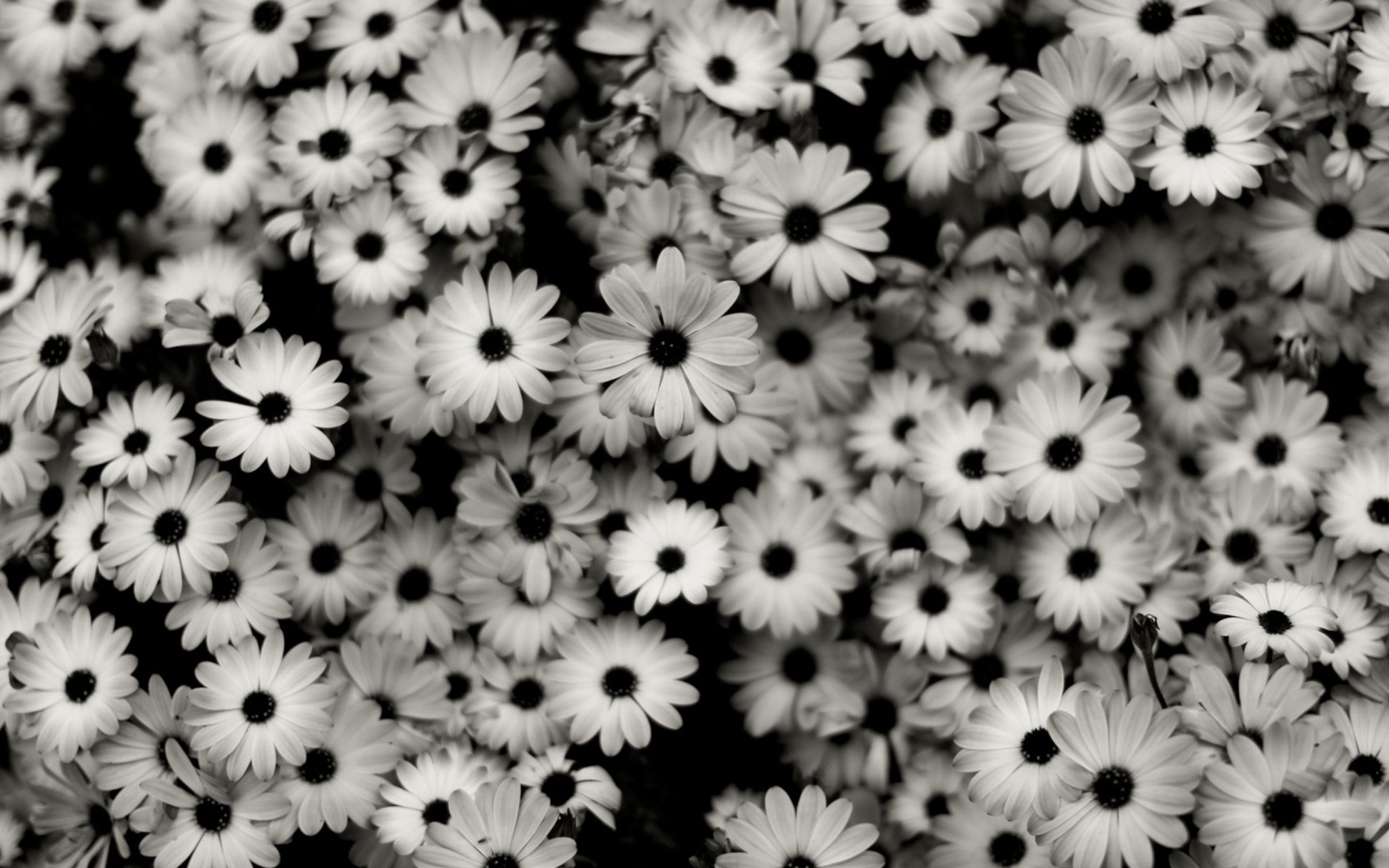 Аск цветов. Мелкие цветы. Черно-белый цветок. Серые цветы. Черные ромашки.