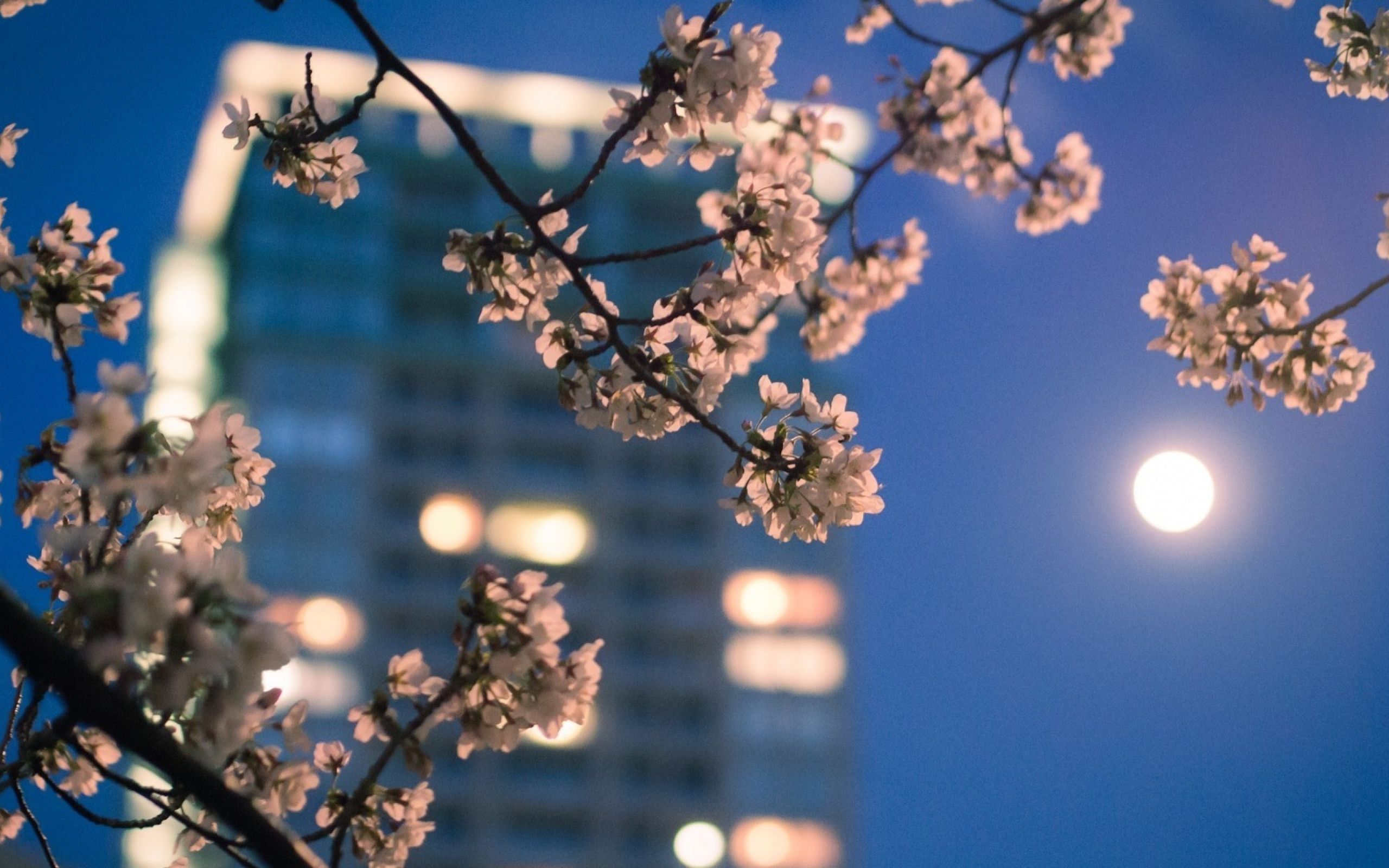 Spring user. Эстетика Токио Сакура. Весенний город.