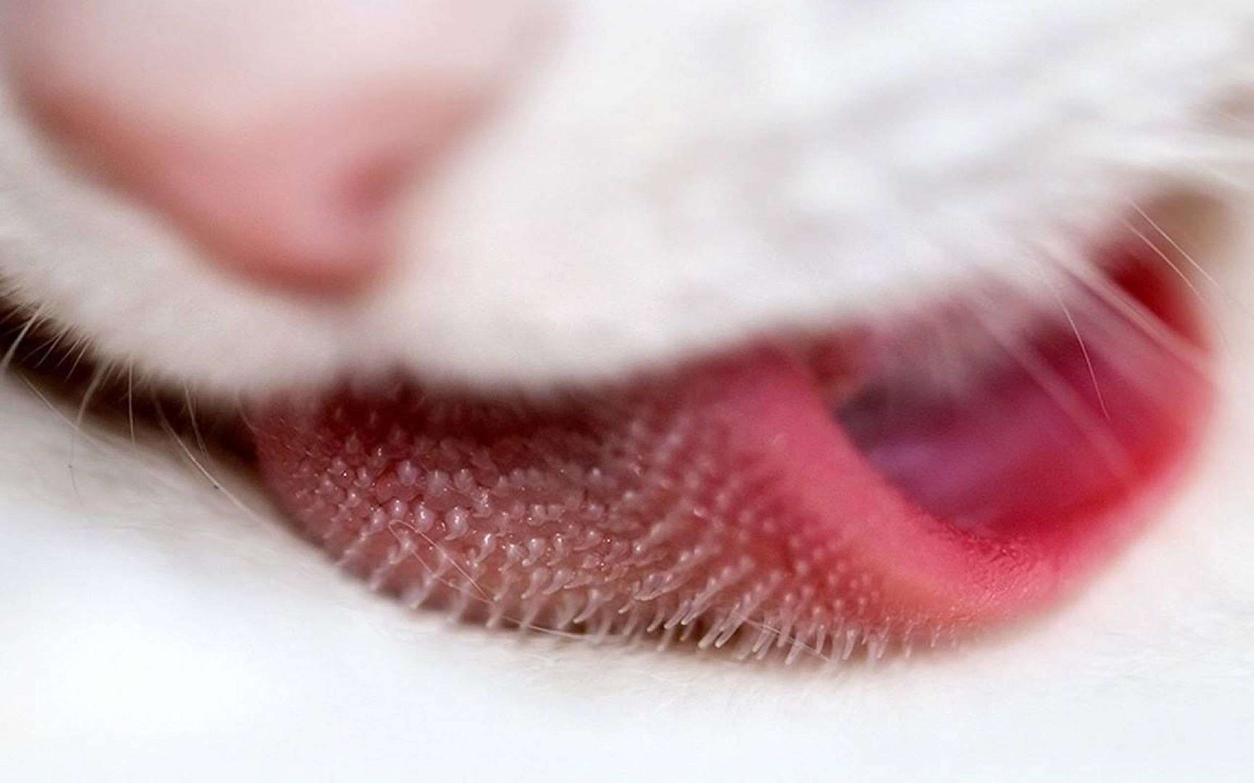 Foot tongue. Нос кошки. Нос кошки под микроскопом.