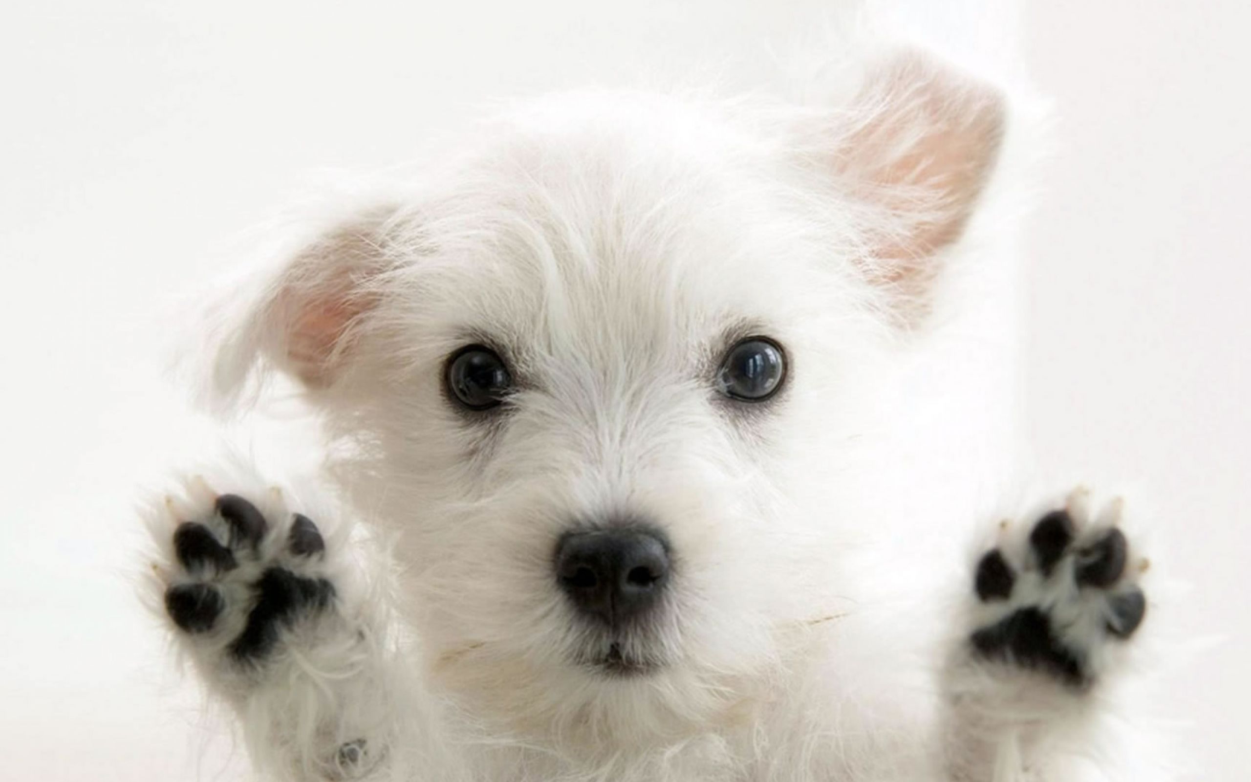 Animals w. Белый терьер. Порода собак Вест хайленд. Красивые щенки. Милые щенки.