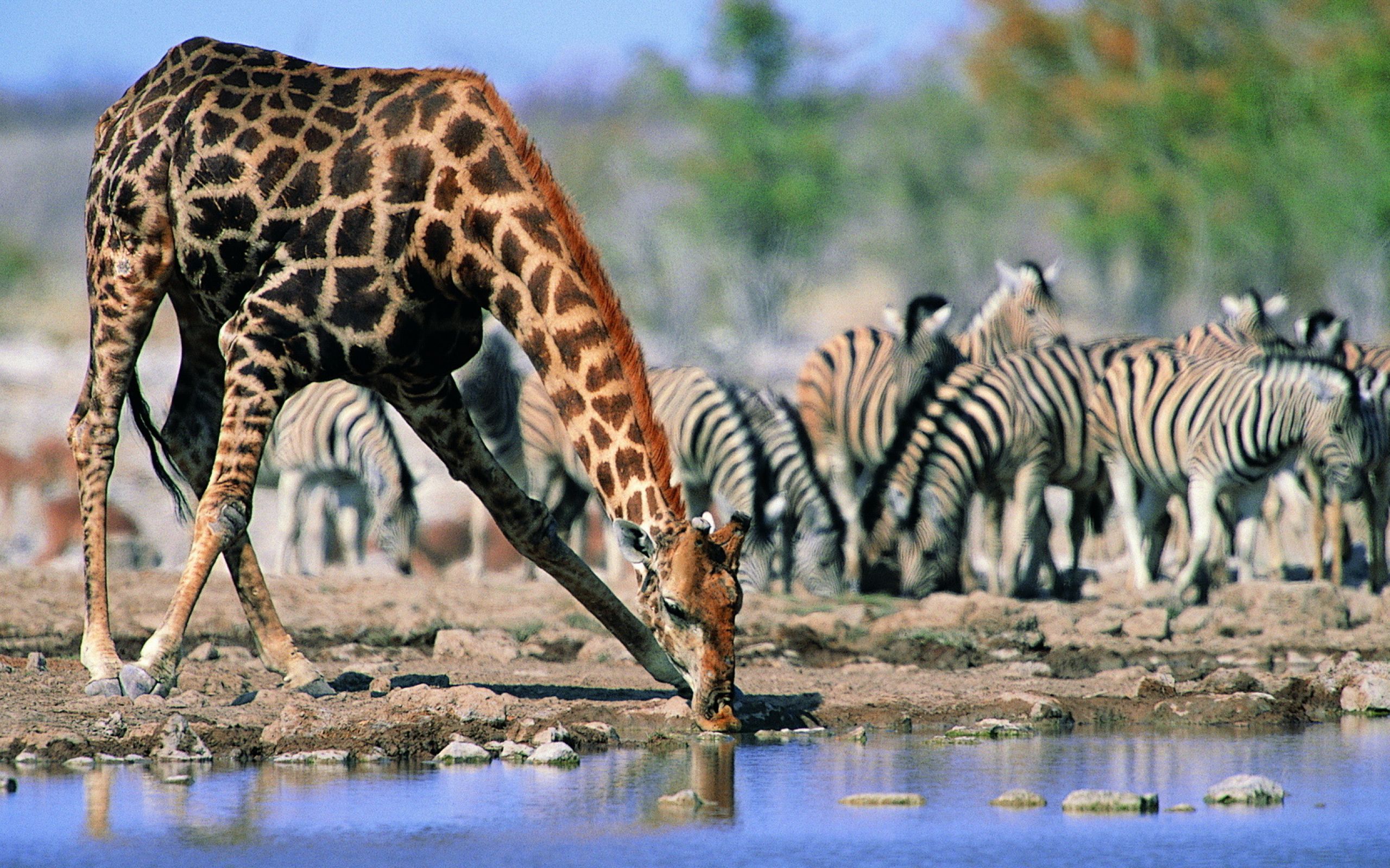 Оазис животные. Саванна Африки водопой. Жираф саванны Африки. Западноафриканский Жираф. Звери на водопое.