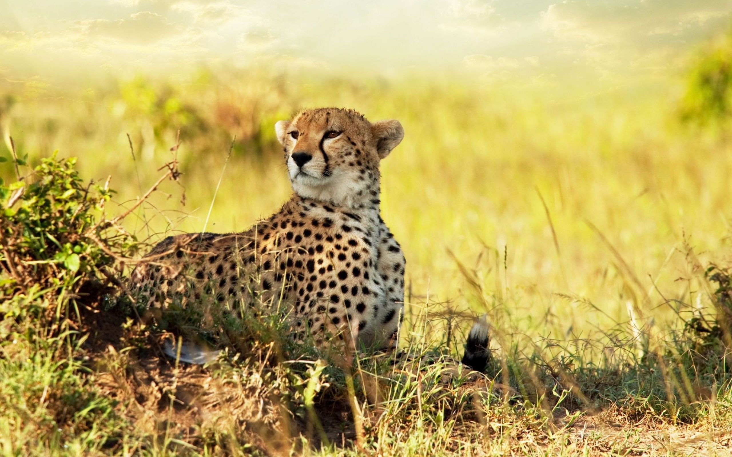 Wildlife c. Леопард в саванне. Африканская Саванна гепард. Южноафриканский гепард. Степной гепард.