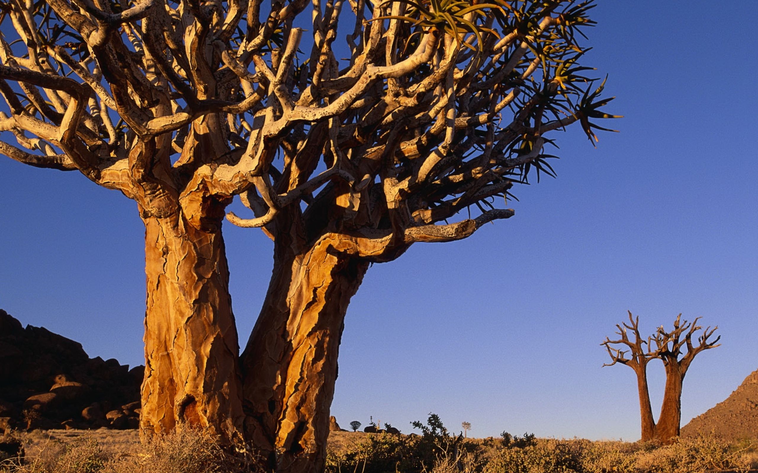 За 1 раз дерево. Темир Агач дерево. Железное дерево ЮАР. Дерево Чапарро в Южной Америке. Гирканская Долина железное дерево.