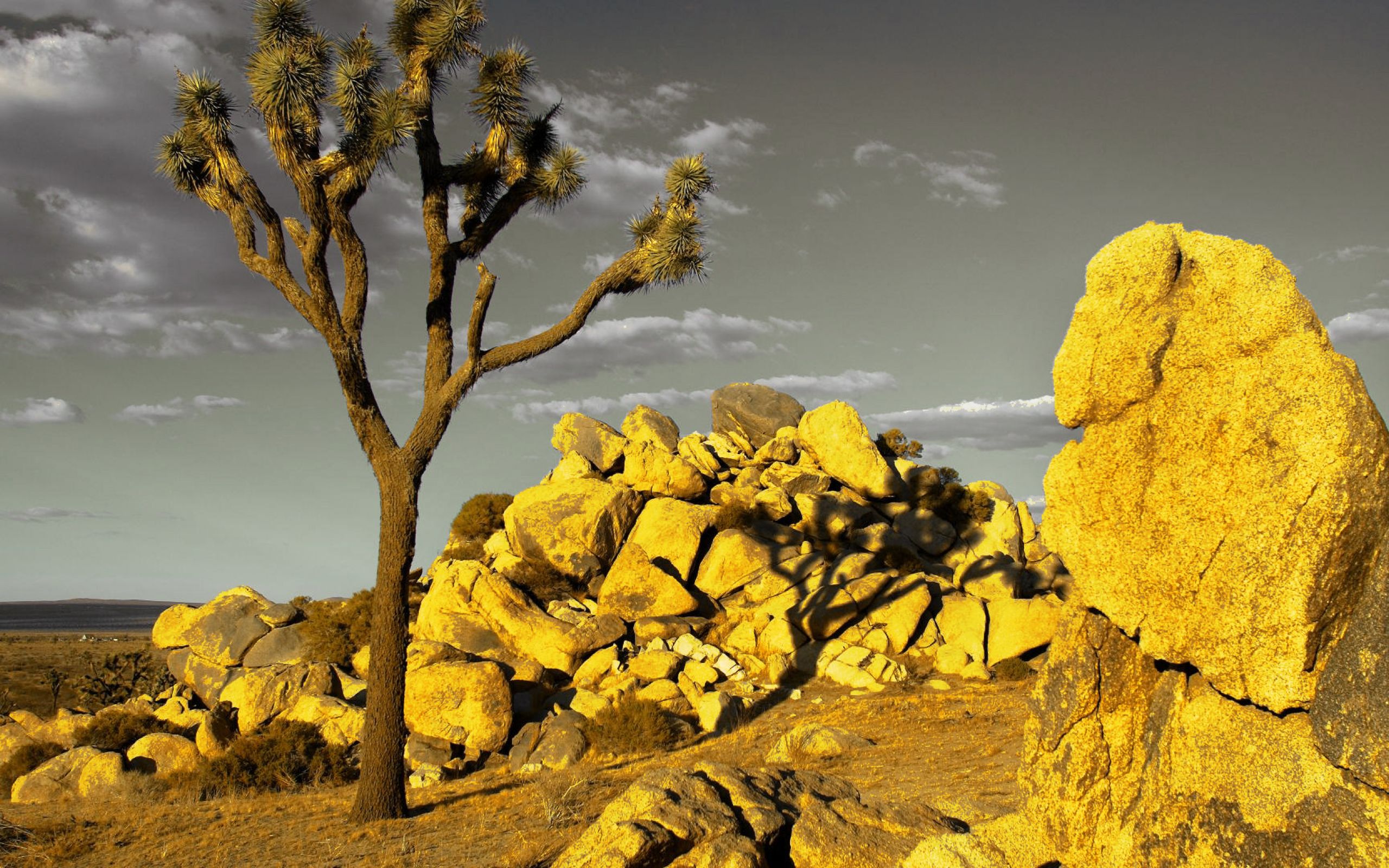 Неживая природа в пустыне. Пустыня Мохаве Калифорния. Деревья пустыни Мохаве. Мохаве национальный заповедник. Каменная пустыня.