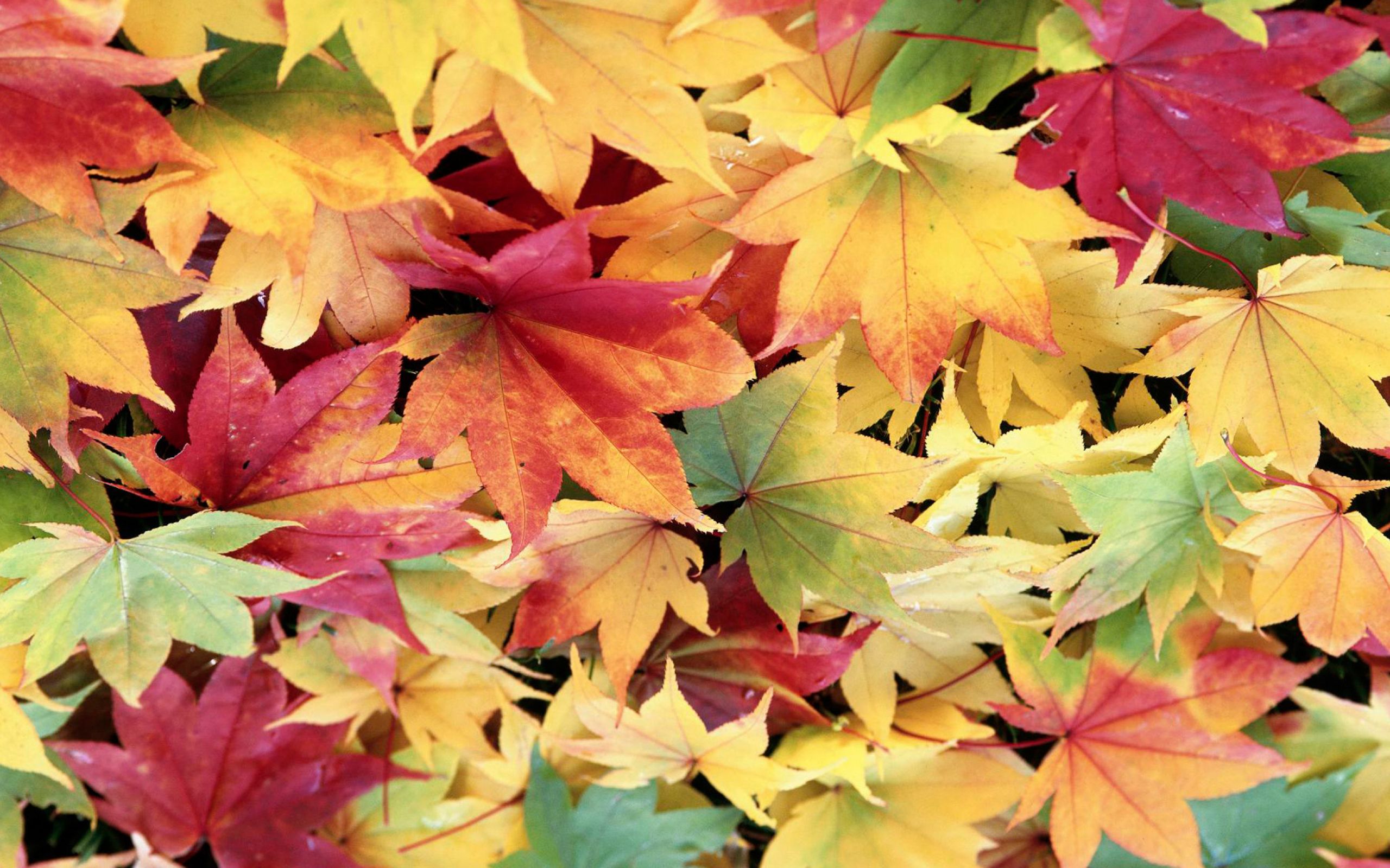 Цвет листа клена осенью. Осень листья. Разноцветные осенние листья. Кленовый лист. Осенний фон.