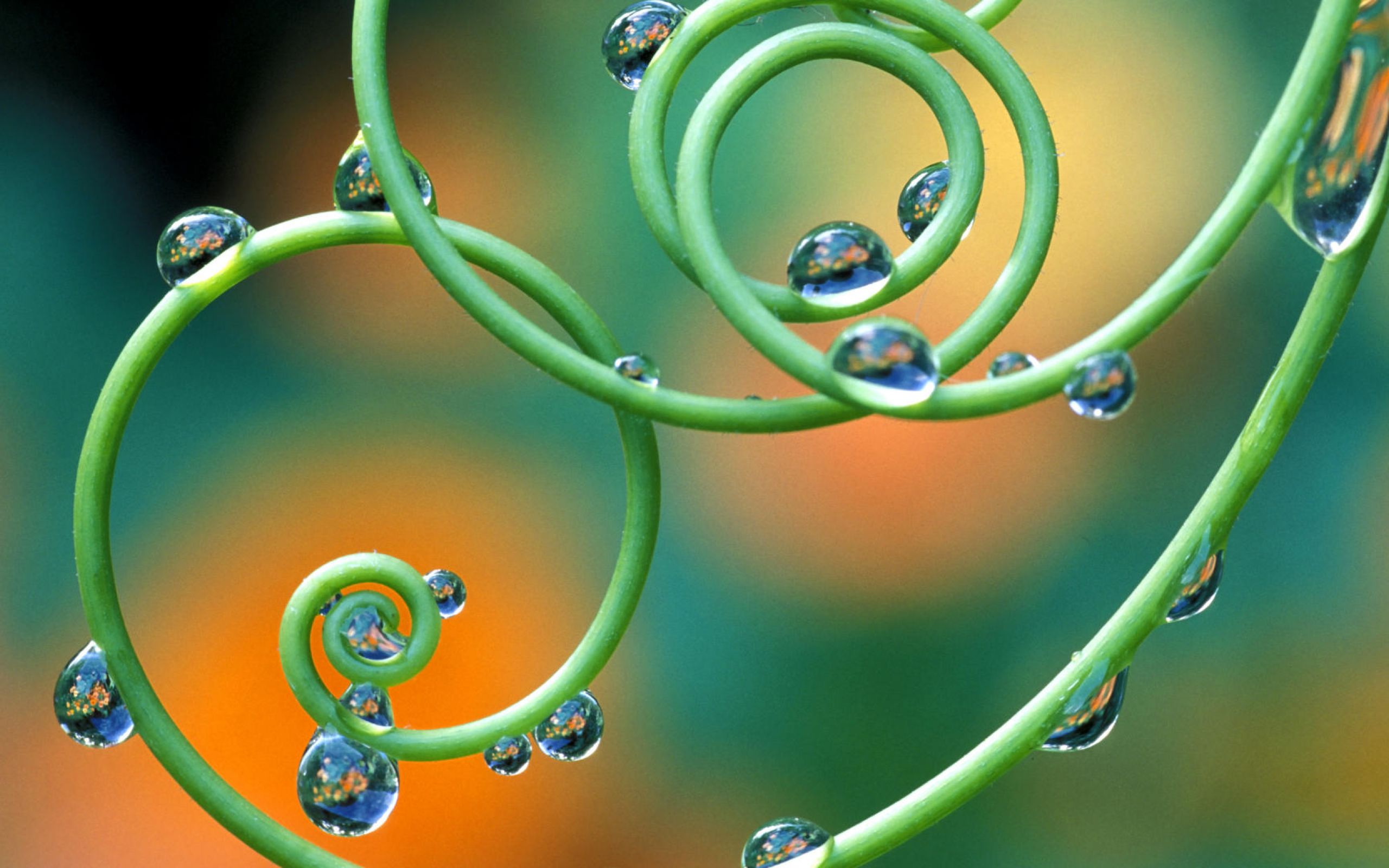 Кольцевые растения. Спираль в природе. Растение спираль. Спираль в живой природе. Спираль в природе картина.