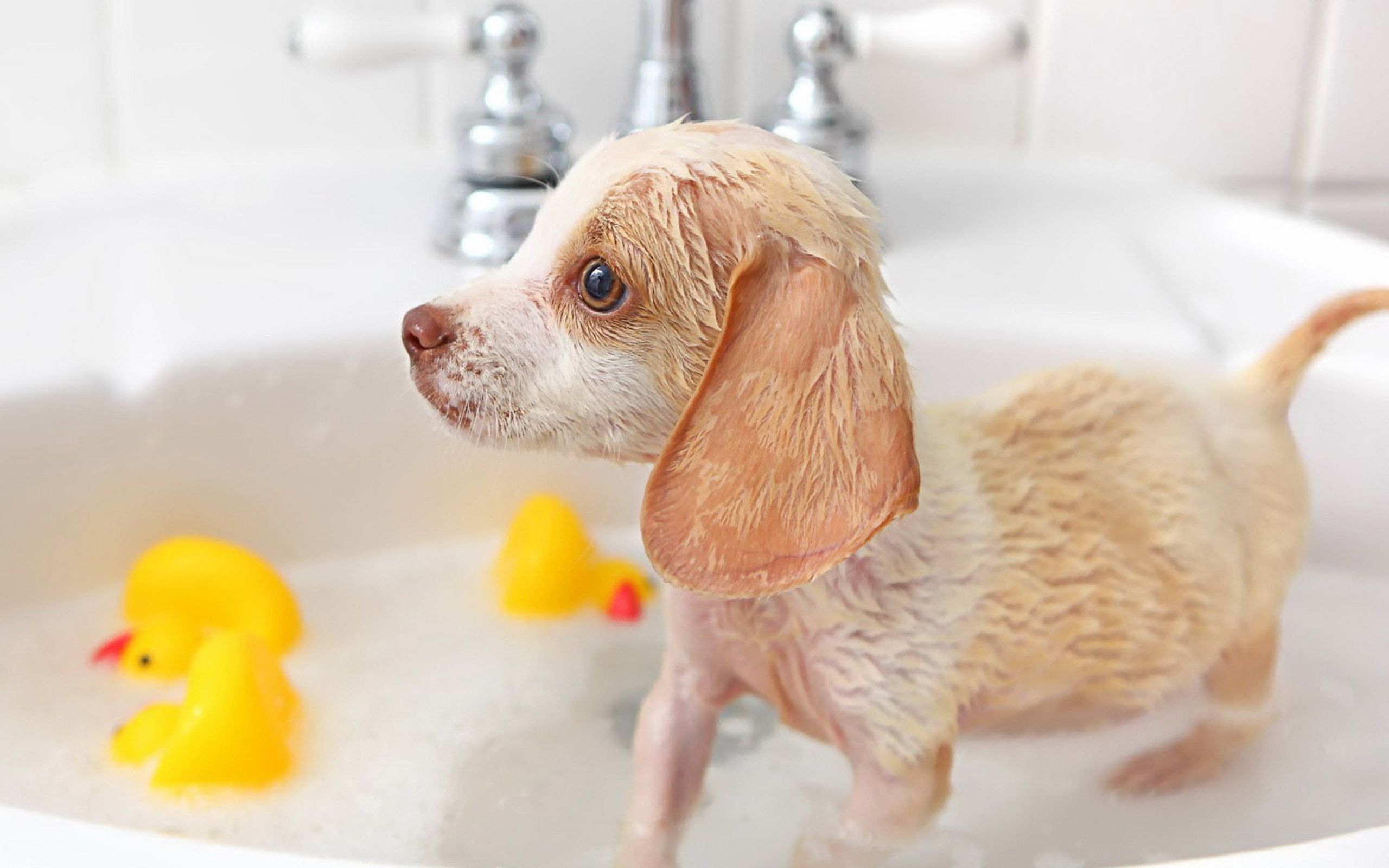 Когда можно купать собаку. Животные в ванной. Собака в ванной. Щенок моется. Собачка купается в ванной.