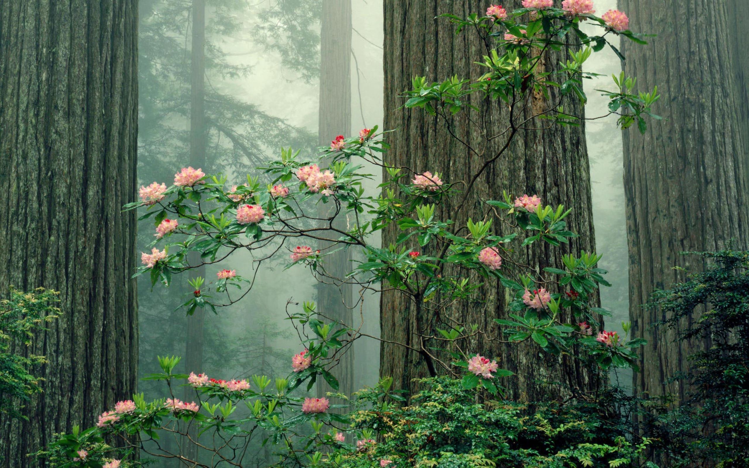 Розовый цветок в лесу. Эстетика природы. Красивые растения. Растения Эстетика. Эстетика природы лес.