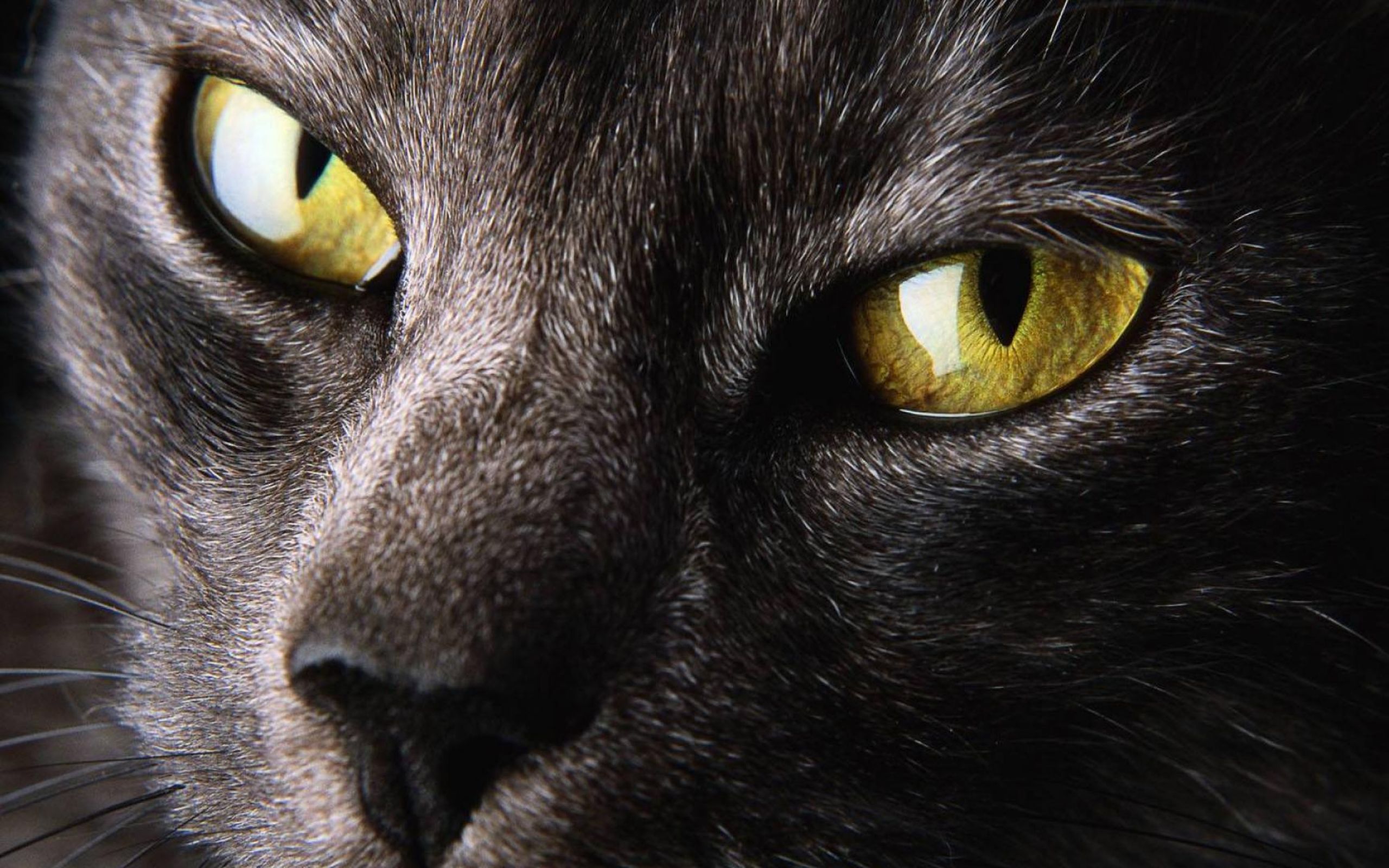 Фото на аву кошки. Глаза кошки. Кошка с желтыми глазами. Кошачий глаз. Взгляд кошки.