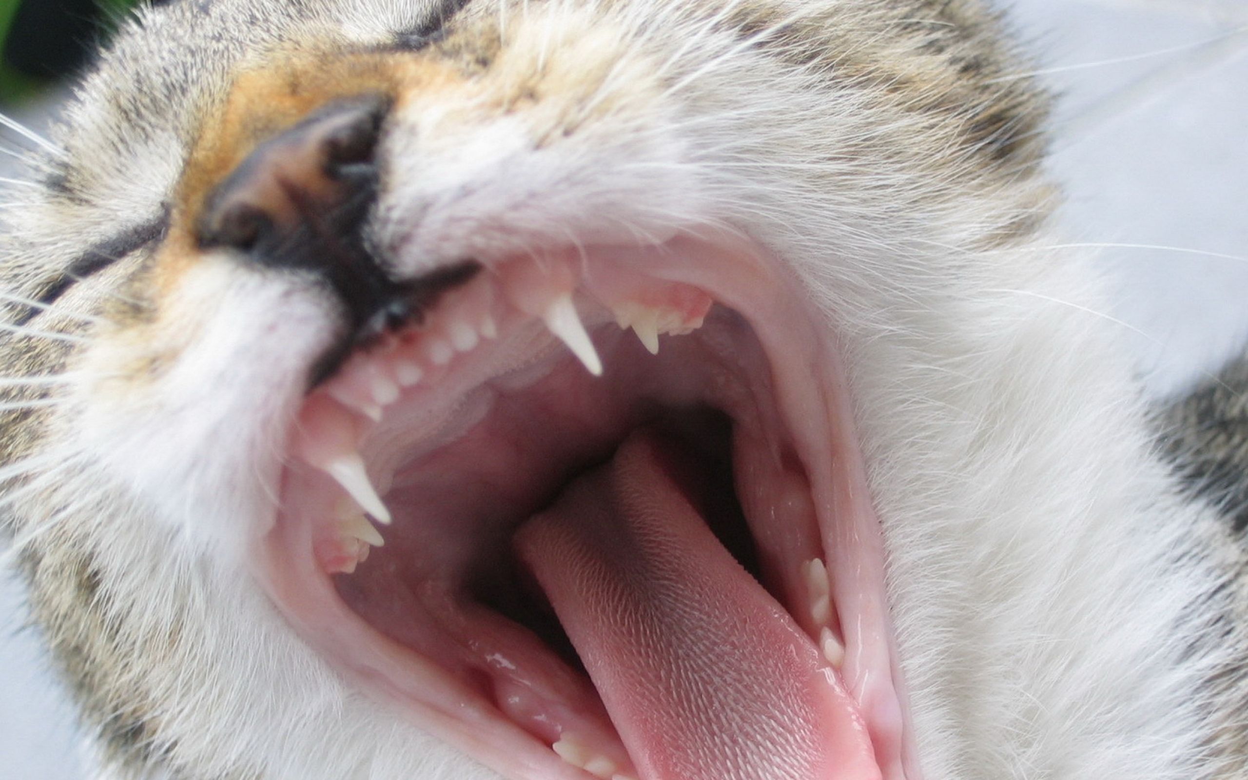 Кошка без зубов. Кальцивироз (эозинофильная гранулема). Кальцивироз кальцивироз.