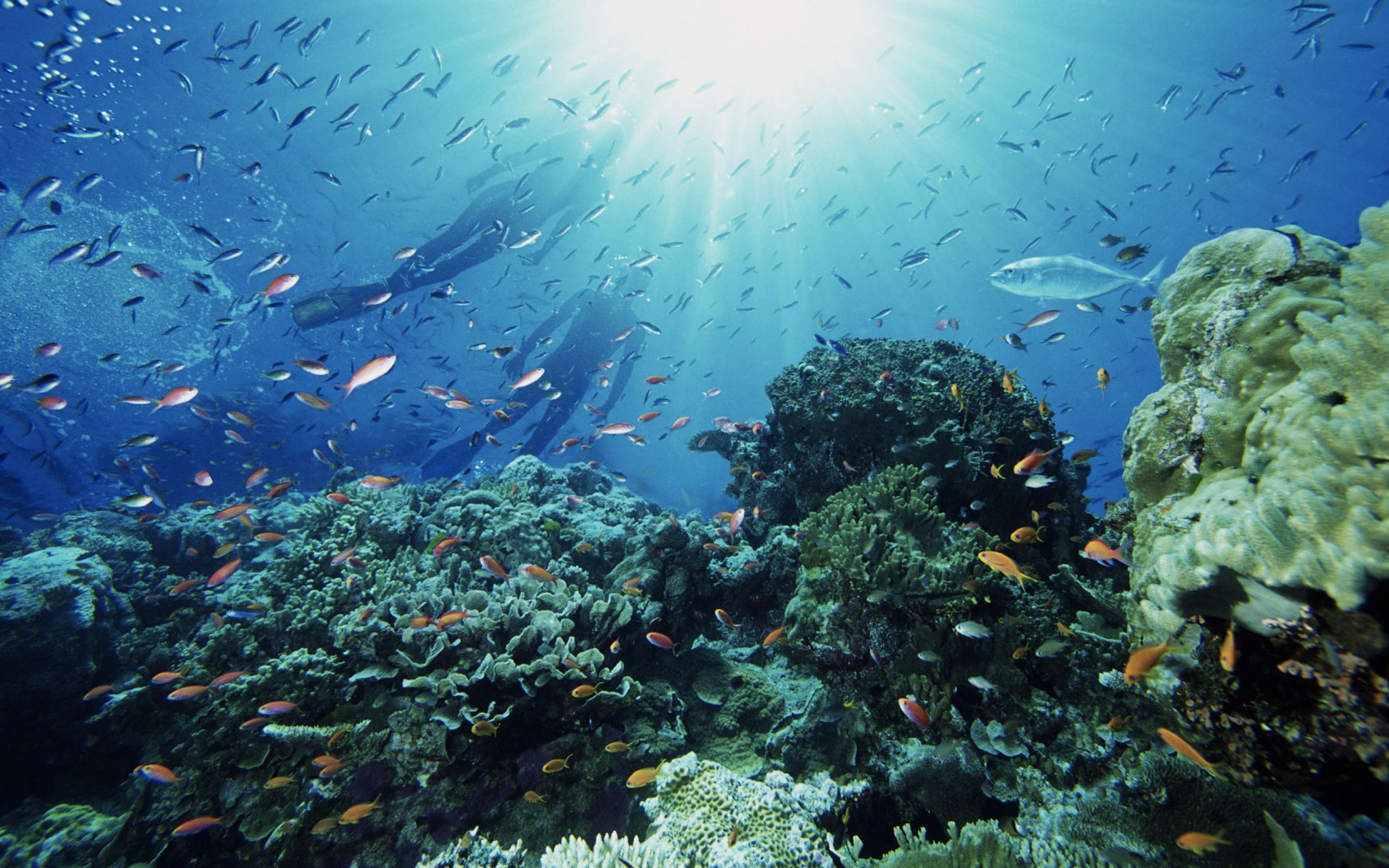 Давление морей в океане. Большой Барьерный риф. Шарм-Эль-Шейх подводный мир. Подводный мир Средиземного моря. Океанское дно.