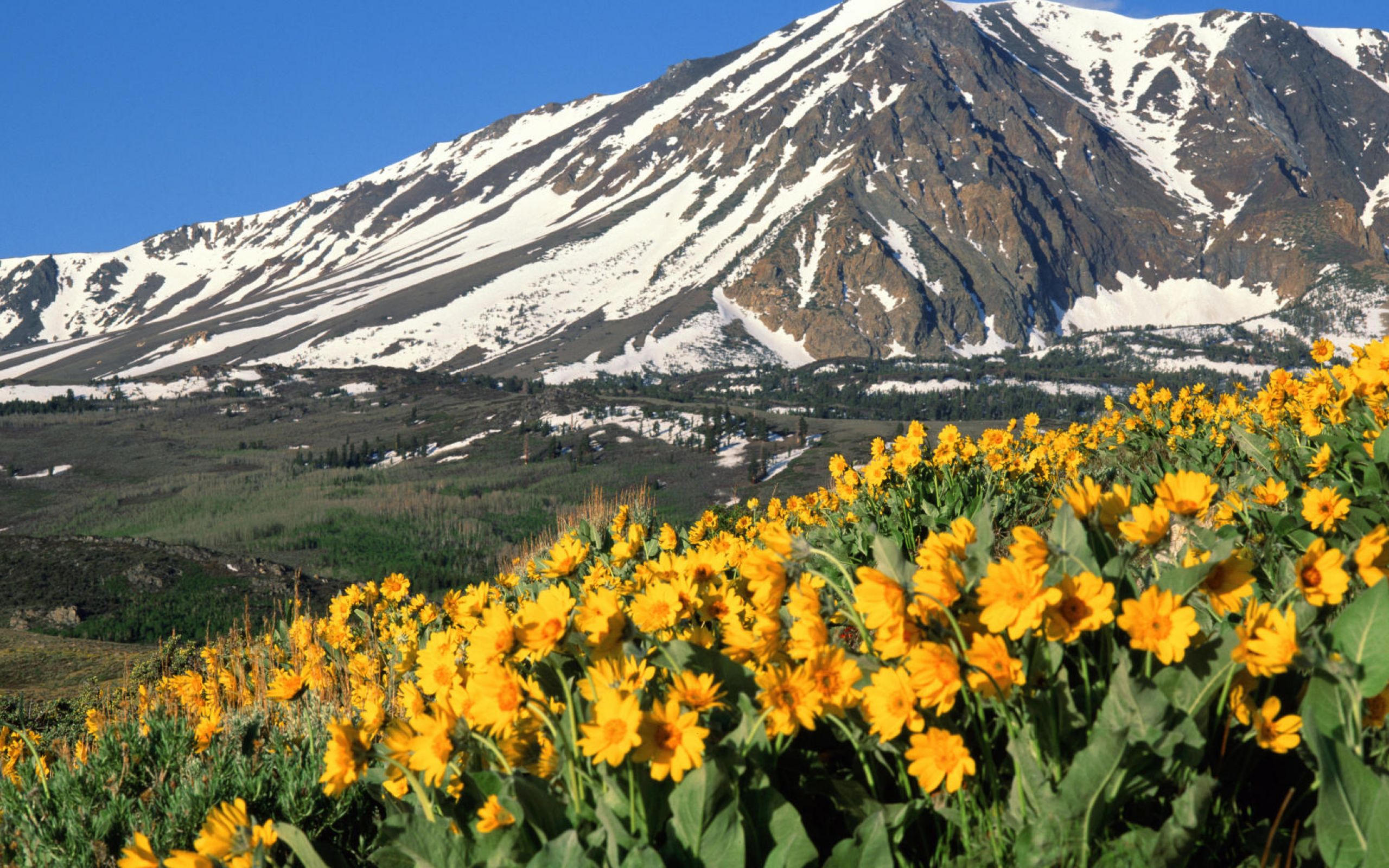 Таджикские цветы. Горные тюльпаны Тянь Шаня. Тебердинский заповедник Альпийские Луга. Тюльпан в горах Тянь-Шань. Тянь-Шань тюльпан Киргизия.