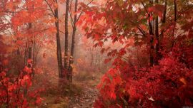 Осенний Лес