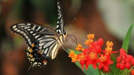 Бабочки в Природе