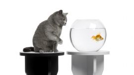 Cat And Fish