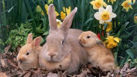 Красивые Кролики