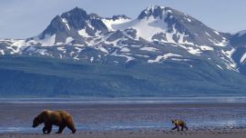 Alaska Wallpaper Bear