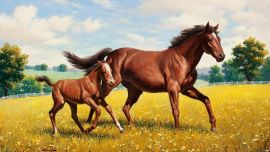 Лошади Обои
