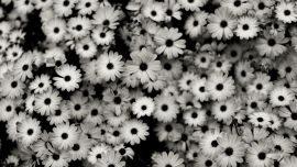 Цветы Черно Белые