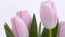 Розовые Тюльпаны