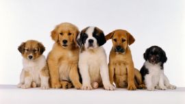 Самые Популярные Породы Собак