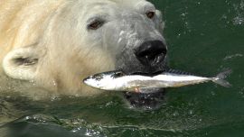 Do Polar Bears Eat