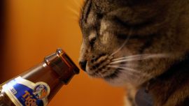 Кот с Пивом