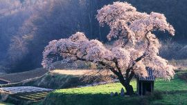Drzewo Wiosna