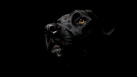 Собака на Черном Фоне