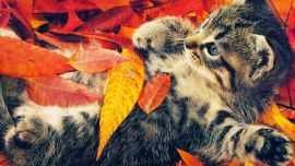 Кот Осенью