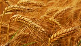 Пшеница и Ячмень