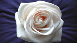 Rose White Background