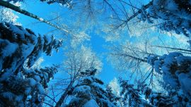 Красивые Картинки Зима